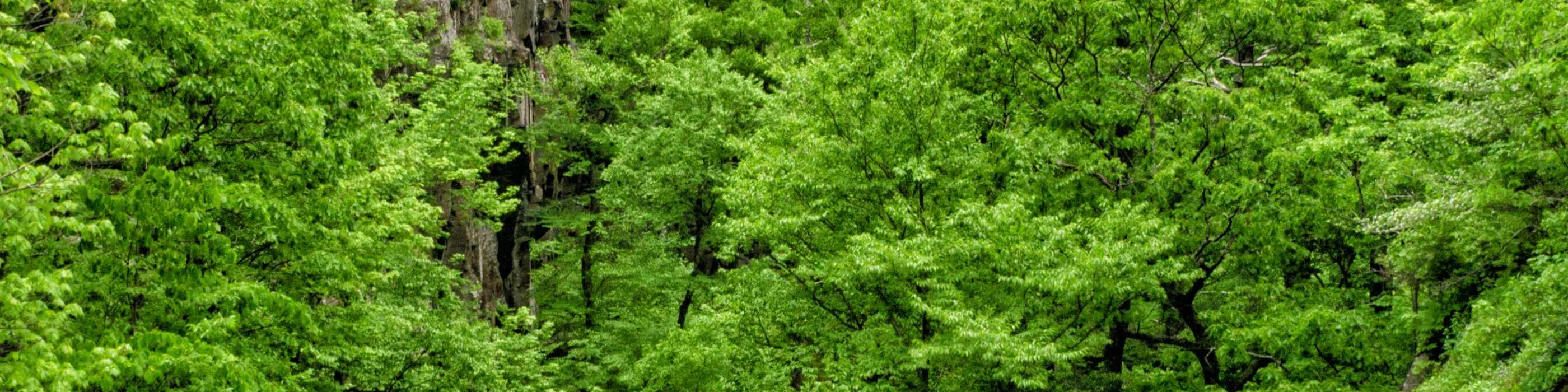 theme environnement