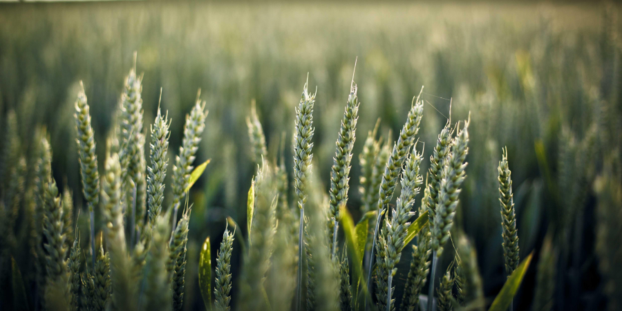theme agriculture